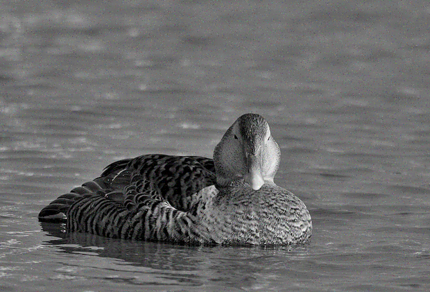 <h2><strong>Eidereendendons.</strong></h2><h2><strong>Alleen op aanvraag</strong></h2>